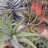 Aloe rubroviolacea ©JC Fluet.jpg